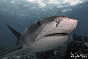 Tiger Sharks are amazing !!! Tigers move very slow and ca... by Steven Anderson 